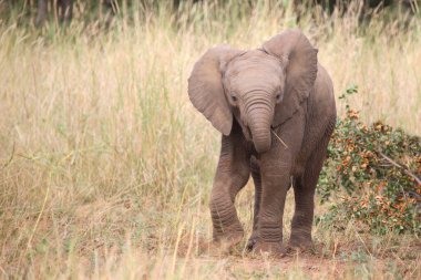 Afrikanischer Elefant / African elephant / Loxodonta africana