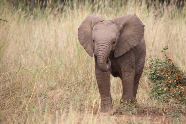 Afrikanischer Elefant / African elephant / Loxodonta africana