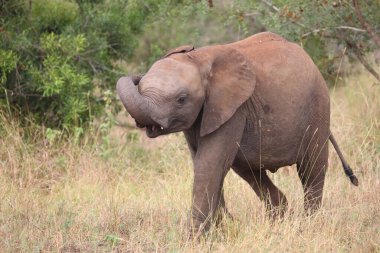 Afrikanischer Elefant / African elephant / Loxodonta africana