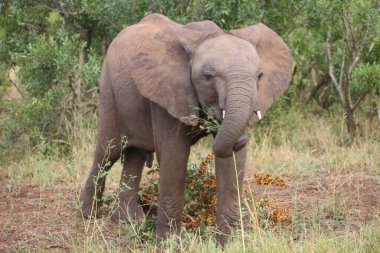 Afrikanischer Elefant / African elephant / Loxodonta africana