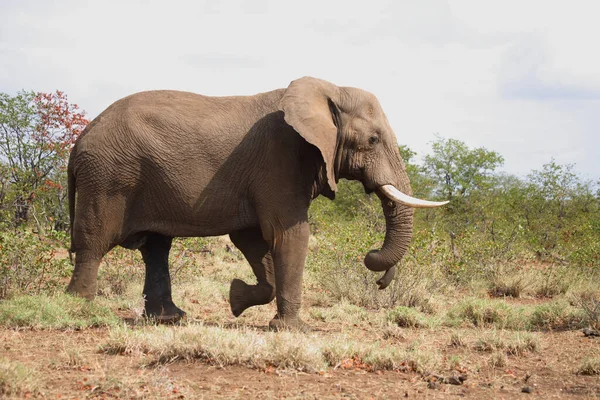Afrikanischer Elefant African Elephant Loxodonta Africana — стокове фото
