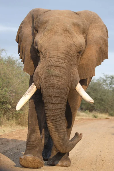 Afrikanischer Elefant African Elephant Loxodonta Africana — стокове фото