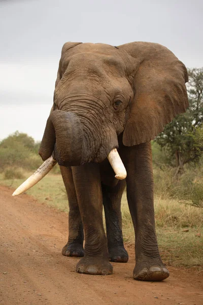 Afrikanischer Elefant African Elephant Loxodonta Africana — 스톡 사진