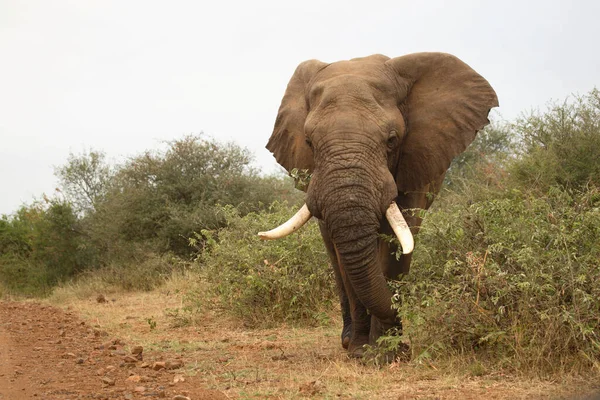 Afrikanischer Elefant African Elephant Loxodonta Africana — 图库照片