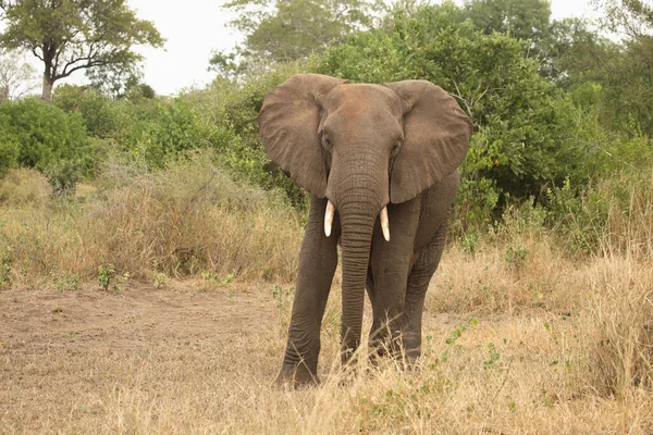 Afrikanischer Elefant African Elephant Loxodonta Africana — Fotografia de Stock