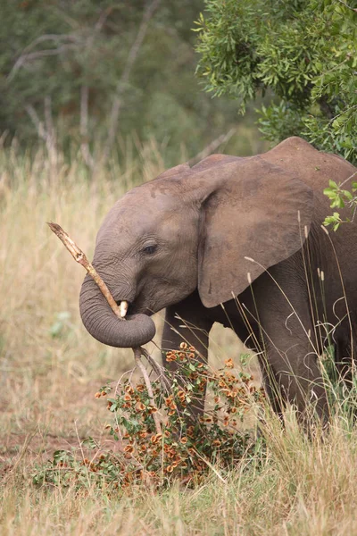 Afrikanischer Elefant African Elephant Loxodonta Africana — Foto de Stock