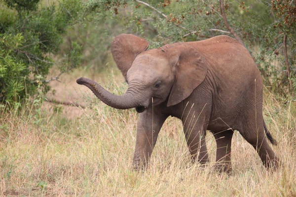 Afrikanischer Elefant African Elephant Loxodonta Africana — 스톡 사진