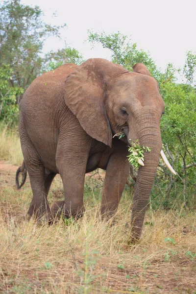 Afrikanischer Elefant African Elephant Loxodonta Africana — Zdjęcie stockowe