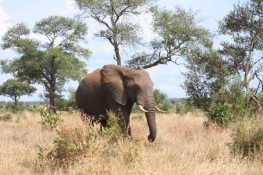 Afrikanischer Elefant / African elephant / Loxodonta africana