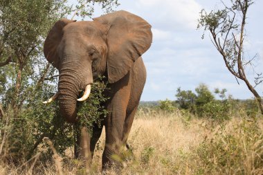 Afrikanischer Elefant / African elephant / Loxodonta africana