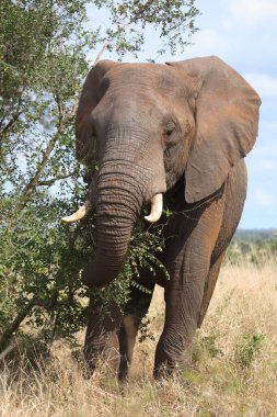Afrikanischer Elefant / African elephant / Loxodonta africana