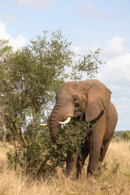 Afrikanischer Elefant / African elephant / Loxodonta africana