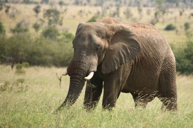 Afrikanischer Elefant / African elephant / Loxodonta africana