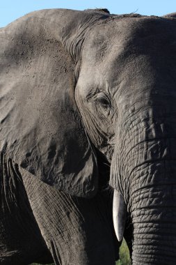 Afrikanischer Elefant / African elephant / Loxodonta africana