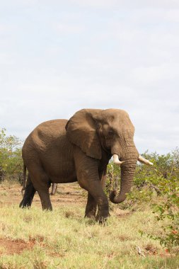 Afrikanischer Elefant / African elephant / Loxodonta africana