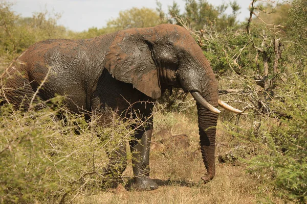 Afrikanischer Elefant Αφρικανικός Ελέφαντας Loxodonta Africana — Φωτογραφία Αρχείου