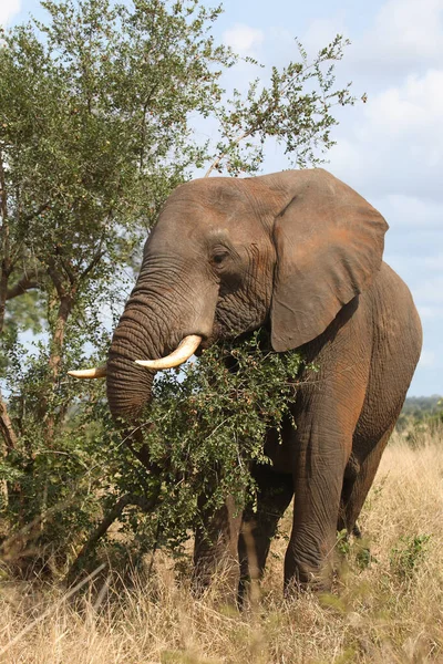 Afrikanischer Elefant African Elephant Loxodonta Africana — Foto de Stock