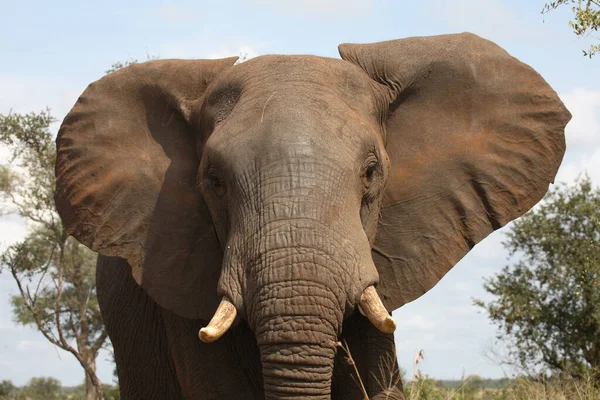 Afrikanischer Elefant African Elephant Loxodonta Africana — Zdjęcie stockowe