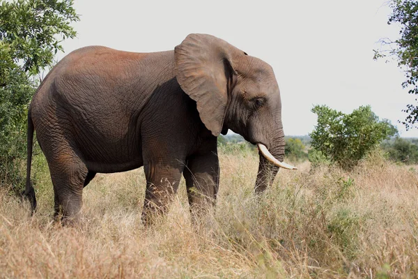 Afrikanischer Elefant African Elephant Loxodonta Africana — Photo