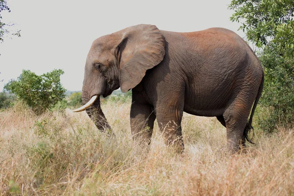 Afrikanischer Elefant African Elephant Loxodonta Africana — 图库照片