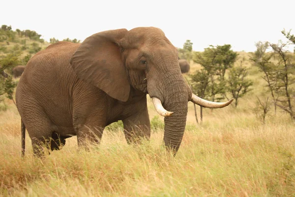 Afrikanischer Elefant African Elephant Loxodonta Africana — Stockfoto