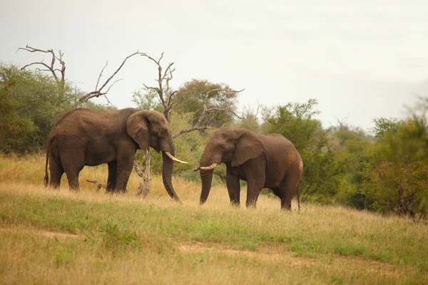 Afrikanischer Elefant African Elephant Loxodonta Africana — Fotografia de Stock