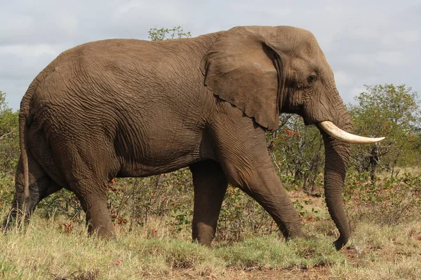 Afrikanischer Elefant African Elephant Loxodonta Africana — стокове фото