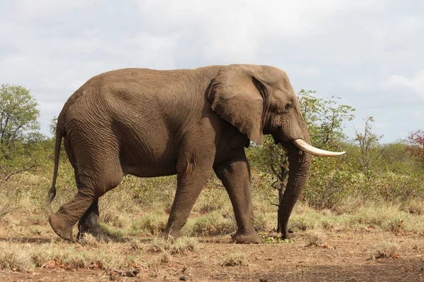 Afrikanischer Elefant African Elephant Loxodonta Africana — Stockfoto