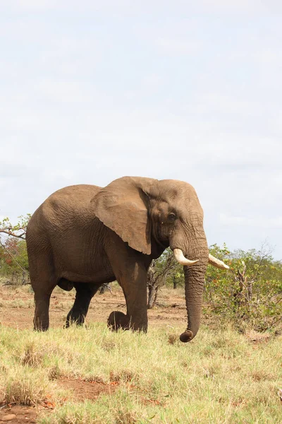 Afrikanischer Elefant African Elephant Loxodonta Africana — стокове фото