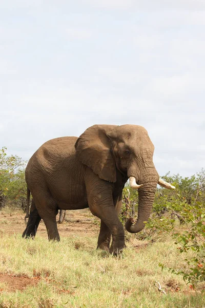 Afrikanischer Elefant African Elephant Loxodonta Africana — Zdjęcie stockowe