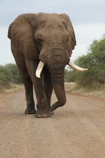 Afrikanischer Elefant African Elephant Loxodonta Africana — Fotografia de Stock