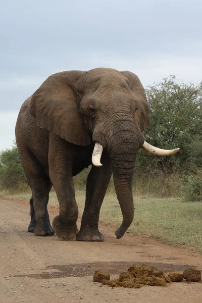 Afrikanischer Elefant African Elephant Loxodonta Africana — стокове фото