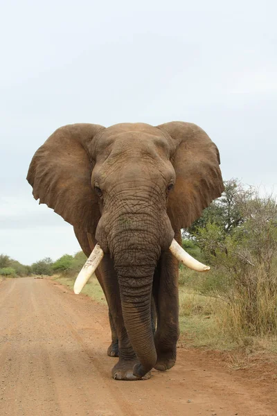 Afrikanischer Elefant African Elephant Loxodonta Africana — Stock fotografie