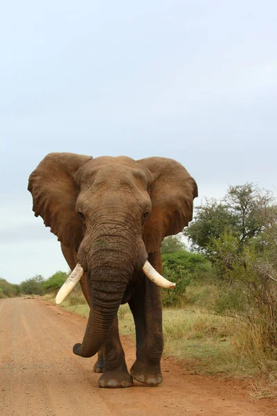 Afrikanischer Elefant African Elephant Loxodonta Africana — 图库照片