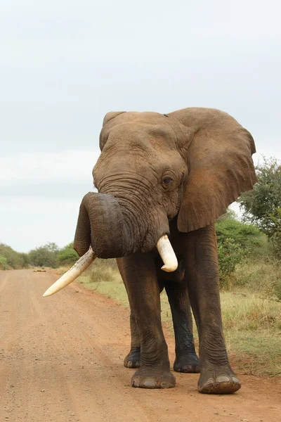 Afrikanischer Elefant African Elephant Loxodonta Africana — стокове фото