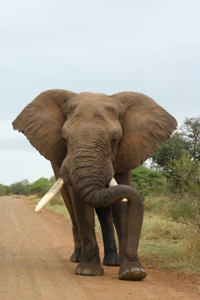 Afrikanischer Elefant African Elephant Loxodonta Africana — 图库照片