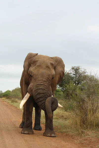 Afrikanischer Elefant African Elephant Loxodonta Africana — Stock Photo, Image