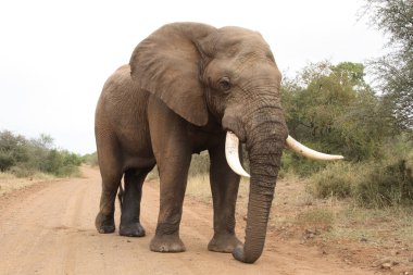Afrikanischer Elefant / African elephant / Loxodonta africana