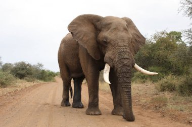Afrikanischer Elefant / African elephant / Loxodonta africana