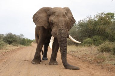 Afrikanischer Elefant / African elephant / Loxodonta africana