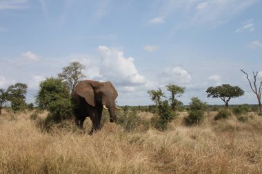 Afrikanischer Elefant / African elephant / Loxodonta africana