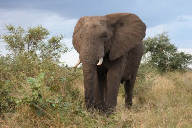 Afrikanischer Elefant / African elephant / Loxodonta africana