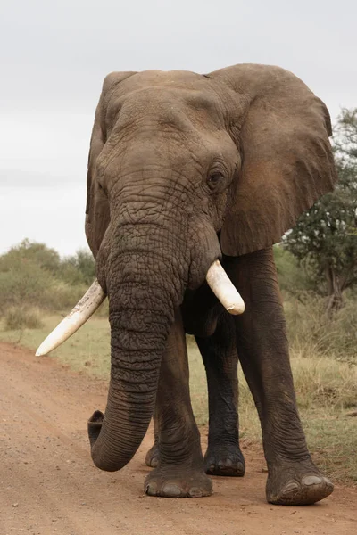 Afrikanischer Elefant African Elephant Loxodonta Africana — стокове фото