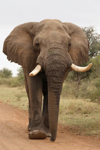 Afrikanischer Elefant African Elephant Loxodonta Africana - Stock-foto