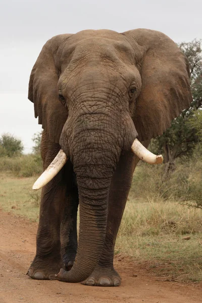 Afrikanischer Elefant African Elephant Loxodonta Africana — Stok fotoğraf