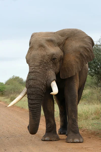 Afrikanischer Elefant African Elephant Loxodonta Africana — Photo