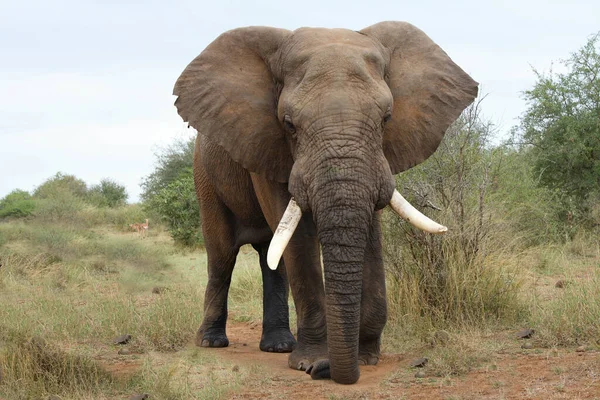 Afrikanischer Elefant Αφρικανικός Ελέφαντας Loxodonta Africana — Φωτογραφία Αρχείου