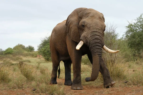 Afrikanischer Elefant Αφρικανικός Ελέφαντας Loxodonta Africana — Φωτογραφία Αρχείου