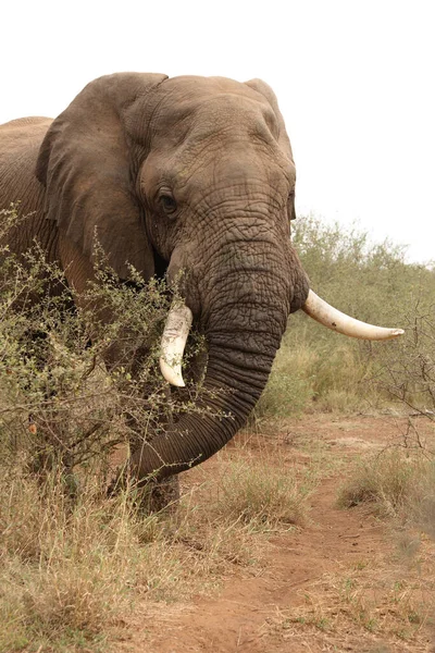 Afrikanischer Elefant Αφρικανικός Ελέφαντας Loxodonta Africana — Φωτογραφία Αρχείου