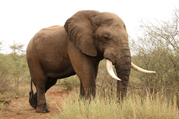 Afrikanischer Elefant African Elephant Loxodonta Africana — Stok fotoğraf